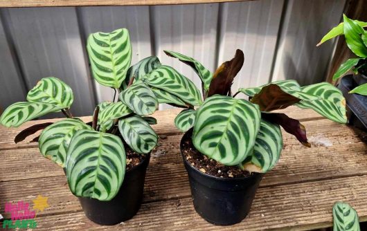 A pair of potted Calathea plants, featuring a vibrant Calathea 'Zebrina' with its distinctive green and dark striped foliage, are gracefully displayed on a wooden shelf. Both are nestled in charming 5" pots, bringing a natural touch to your surroundings.