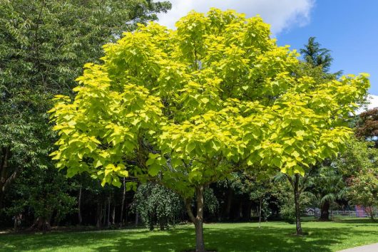 A Catalpa 'Indian Bean Tree' Standard, standing 1.2 meters tall in a 13" pot, with its vibrant yellow-green leaves adds beauty to a grassy area among other trees.