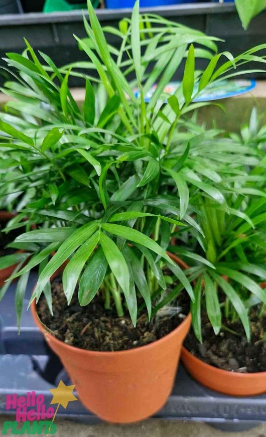 Two Chamaedorea elegans 'Parlour Palms' are elegantly arranged in 5" pots and showcased on a tray.