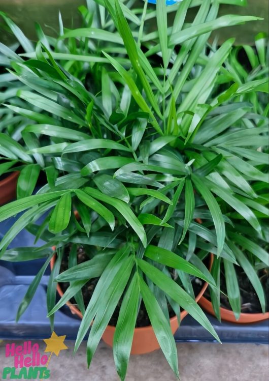 Displayed together are several potted green plants, including the charming Chamaedorea elegans 'Parlour Palm' in a 5" pot.