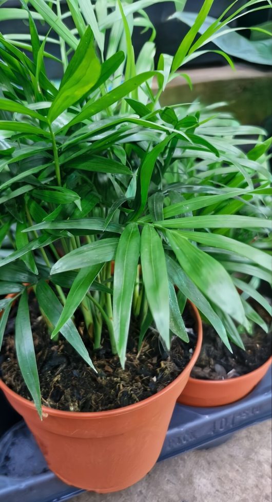 The Chamaedorea elegans 'Parlour Palm' 5" Pot showcases long, narrow green leaves in a charming terracotta pot.