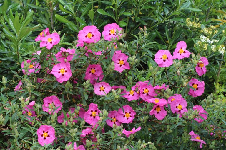 Cistus 'Brilliancy' Rockrose 6