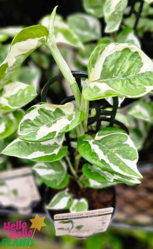 The Epipremnum 'Snow Queen' Devil's Ivy, presented in a 5" pot, features captivating green and white leaves that enhance any space with its enchanting beauty.