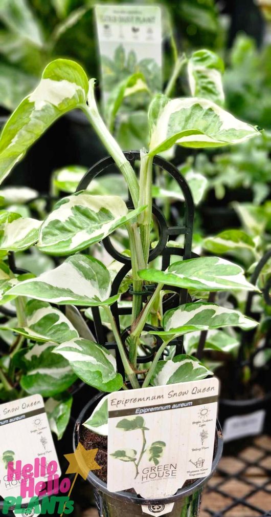 Showcase a 5" pot of Epipremnum 'Snow Queen' Devil's Ivy, featuring its distinctive variegated green and white foliage, with care instruction tags thoughtfully attached to the pot.