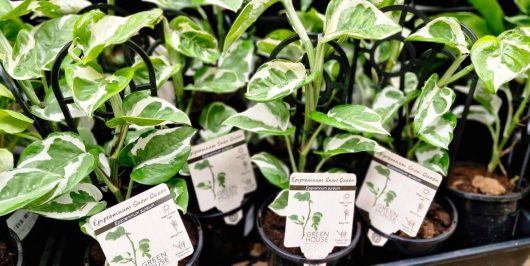 Several Epipremnum 'Snow Queen' Devil's Ivy plants in 5" pots, featuring green and white variegated leaves, are elegantly labeled in a garden store.