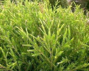 Melaleuca 'Revolution Green' Myrtle - Hello Hello Plants