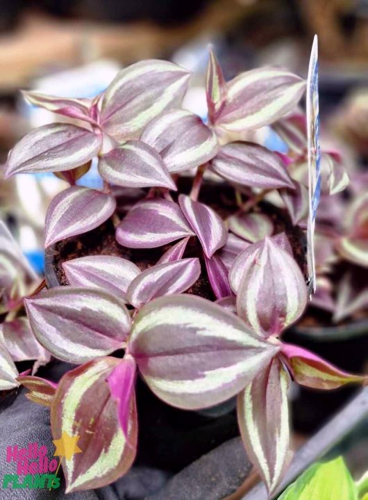 Close-up of a Tradescantia 'Zebrina Purple' Wandering Jew 5" Pot, featuring its striking purple and silver-striped leaves.