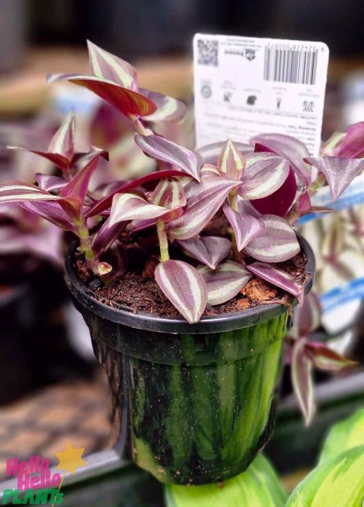 The Tradescantia 'Zebrina Purple' Wandering Jew is displayed in a black plastic container, highlighting its striking purple and green striped leaves. In the background, you can see a white plant label with a barcode.