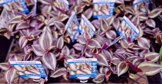 A collection of Tradescantia 'Zebrina Purple' Wandering Jew plants with variegated leaves, each in a 5" pot, displayed at a nursery and labeled with care information.