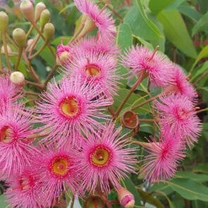 Gums, Eucalyptus & Corymbia Plants - Hello Hello Plants & Garden Supplies