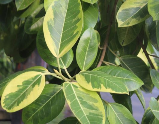 Green and yellow variegated leaves on a bush with stems, captured in natural light, evoke the charm of a Ficus 'Yellow Gem' Rubber Fig.