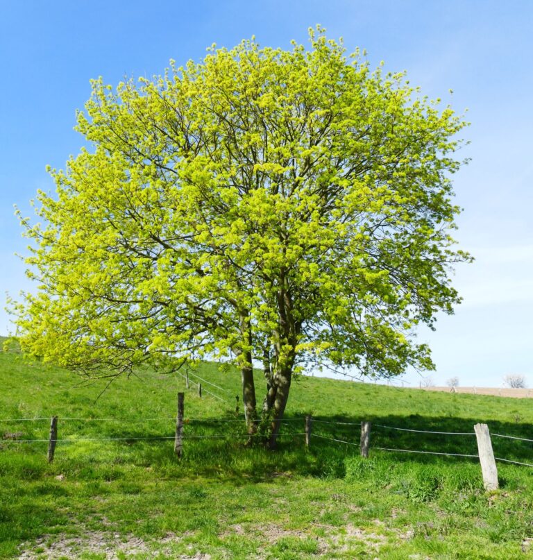 Acer 'Common Field' Maple - Hello Hello Plants