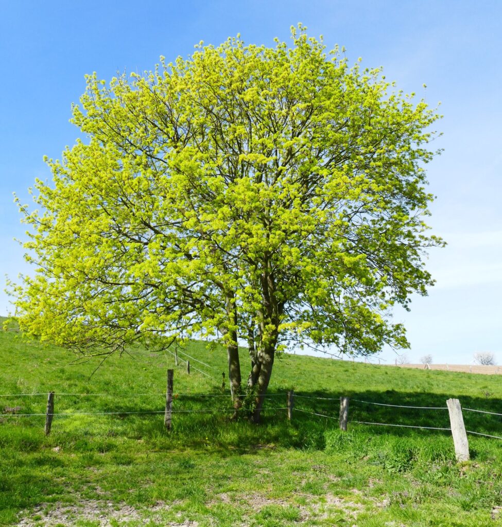 Acer 'Common Field' Maple - Hello Hello Plants