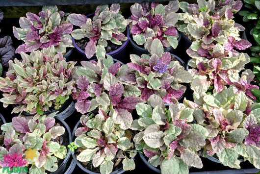 The Ajuga 'Burgundy Glow' 8" Pot features an array of potted plants with stunning green and purple leaves.