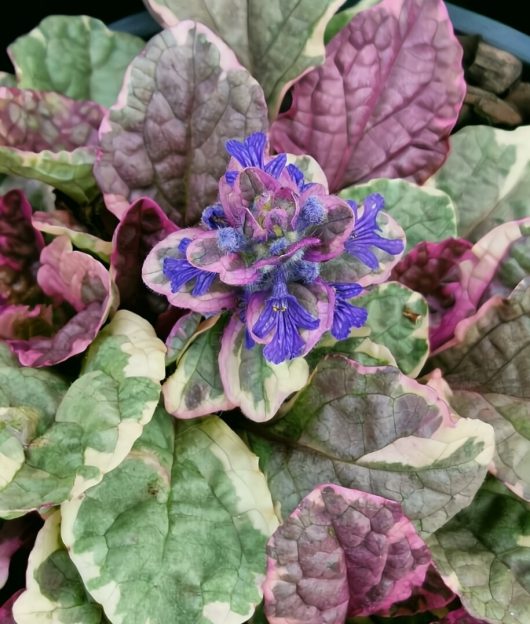 The Ajuga 'Burgundy Glow' in an 8" pot showcases variegated pink, green, and white leaves with a central cluster of small purple flowers.