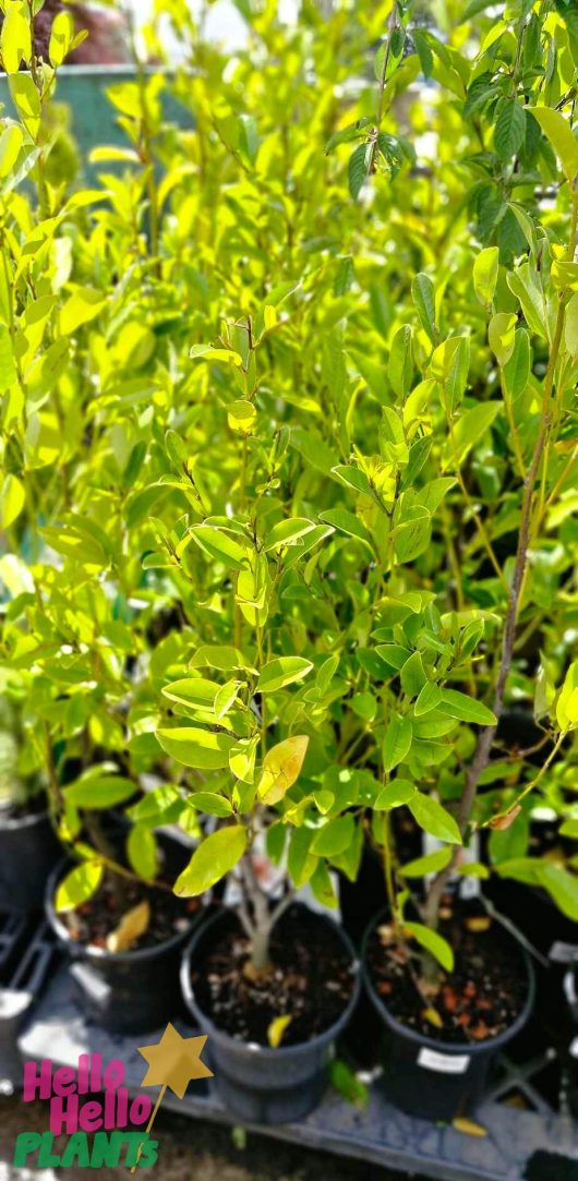 Rows of Magnolia 'White Caviar' 8" pots, brimming with lush green plants and leaves, grace the garden nursery, creating a serene atmosphere.