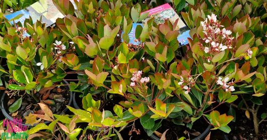 Displayed in 7" pots, the Rhaphiolepis 'Little Bliss' Indian Hawthorn plants boast green and reddish leaves adorned with small white flowers. Each pot is neatly labeled to identify these charming beauties.