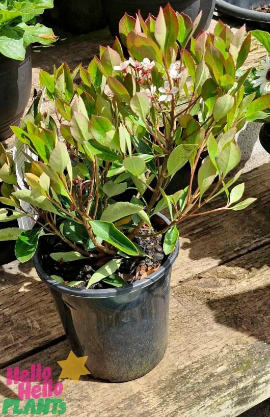 The Rhaphiolepis 'Little Bliss' Indian Hawthorn, housed in a 7-inch pot, displays its lush green leaves and delicate white flowers gracefully on a wooden surface under the sunlight.