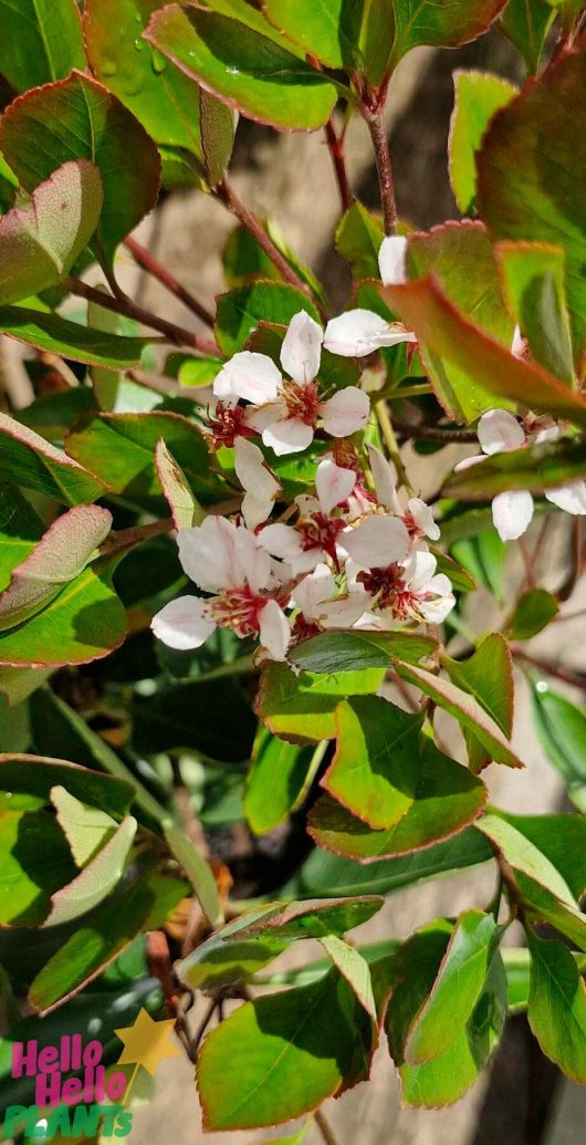 The Rhaphiolepis 'Little Bliss' Indian Hawthorn, available in a 7" pot, showcases an enchanting display of white flowers with delicate small petals and striking red centers, all set against a backdrop of vibrant green leaves—making it a charming addition to any garden.