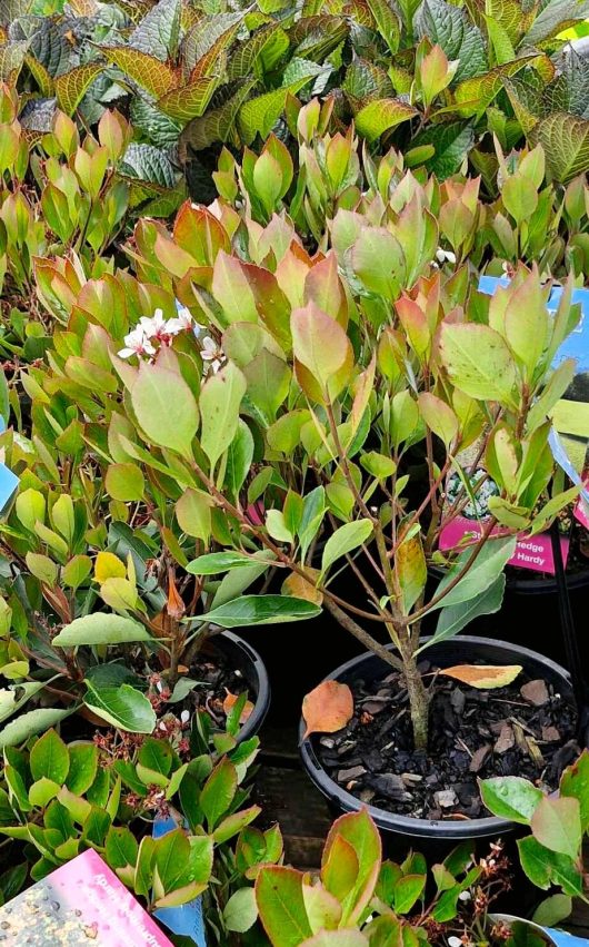 Rhaphiolepis 'Little Bliss' Indian Hawthorn plants, featuring green and reddish leaves, are displayed on a wooden surface alongside their 7" pots, plant labels, and additional greenery.