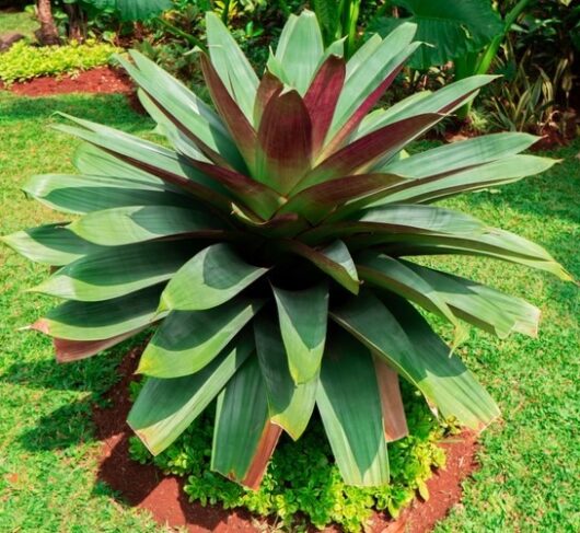 Alcantarea 'Purple' Imperial Bromeliad 8