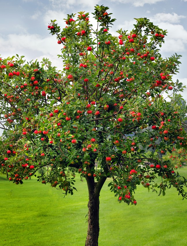 Red Delicious Apple Tree