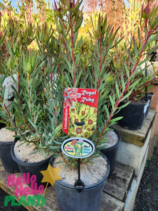 A potted plant labeled "Leucadendron 'Royal Ruby' 8" Pot" sits on a display shelf with other similar plants. The label features red and yellow flowers and the text "No.1 Master Nursery" and "In The Leucadendron Family.