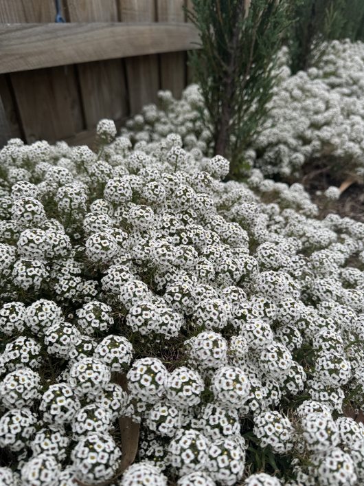 A dense cluster of Lobularia 'Snow Princess' Sweet Alyssum, with its small white petals, blooms beautifully in a garden setting, surrounded by a wooden fence in the background.