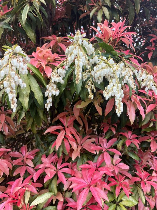 The Pieris 'Forest Flame' is a striking plant featuring clusters of white flowers elegantly cascading over its pink and green leaves.