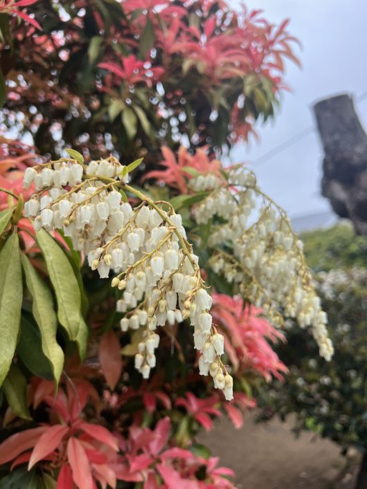 Close-up of the white bell-shaped flowers of Pieris 'Forest Flame' hanging from a branch, surrounded by its distinctive pink and green foliage against a cloudy sky background.