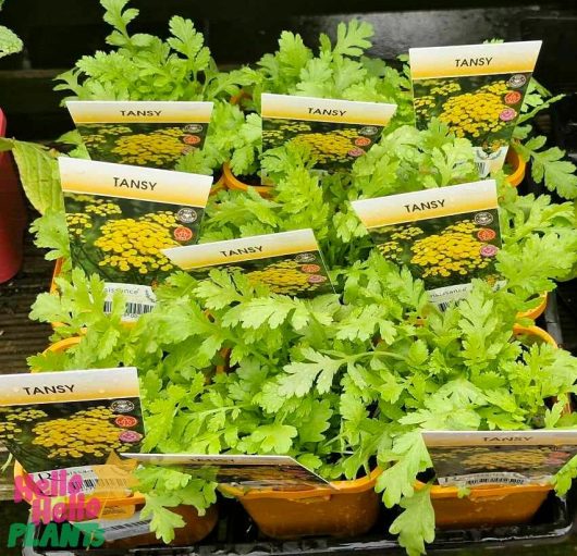 Tansy 4" Pot features vibrant yellow flower images on the tags, all tastefully arranged on a sleek black surface.