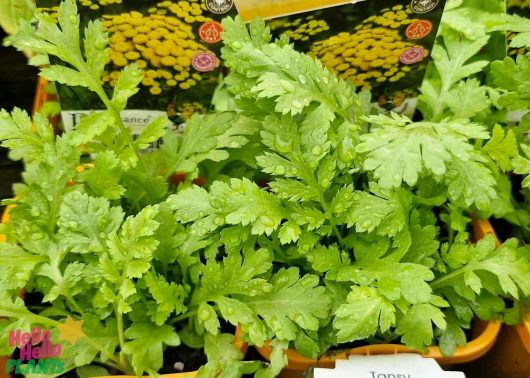 A close-up view of the lush green leaves of a Tansy 4" Pot, adorned with glistening water droplets. In the background, blurred plant labels provide depth to the scene.