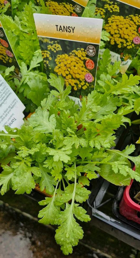 A close-up image highlights the vibrant green foliage of Tansy 4" Pot plants, each adorned with a "TANSY" tag.