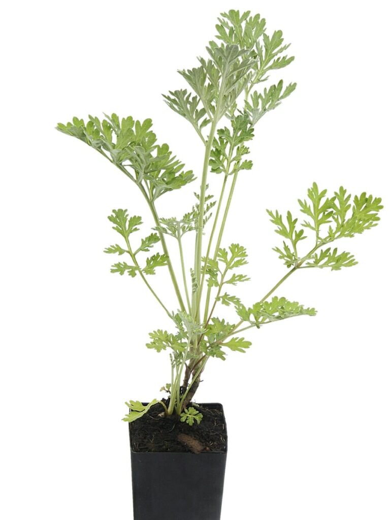 Artemisia 'Common Wormwood' - Hello Hello Plants