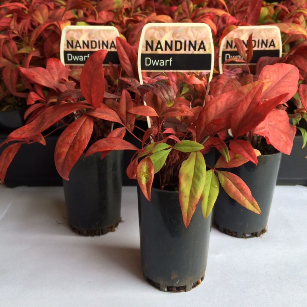 Nandina nana 'Dwarf Nandina' 3" Pot - Bulk Buy 20 - Hello Hello Plants