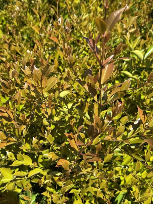 Close-up of dense green and brown foliage with sunlight highlighting the leaves of an 8" pot Acmena 'Firescreen' Lilly Pilly.