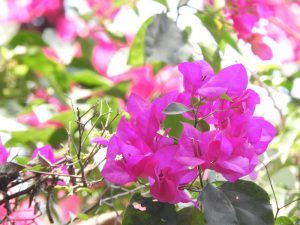 The vibrant green leaves and pink bougainvillea flowers enjoy the sunlight alongside the delicate Jasmine 'Angel Wings' in a serene 8" pot, enhancing their collective beauty.