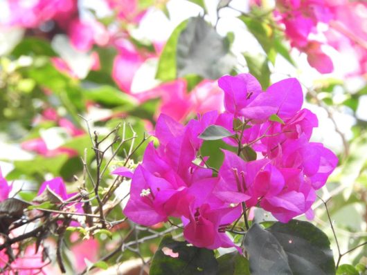 The vibrant green leaves and pink bougainvillea flowers enjoy the sunlight alongside the delicate Jasmine 'Angel Wings' in a serene 8" pot, enhancing their collective beauty.