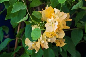 Yellow bougainvillea flowers and green leaves cascade from an 8" pot, giving the effect of delicate Jasmine 'Angel Wings' blossoms.