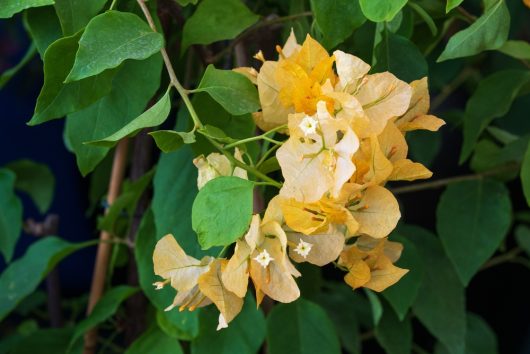 Yellow bougainvillea flowers and green leaves cascade from an 8" pot, giving the effect of delicate Jasmine 'Angel Wings' blossoms.