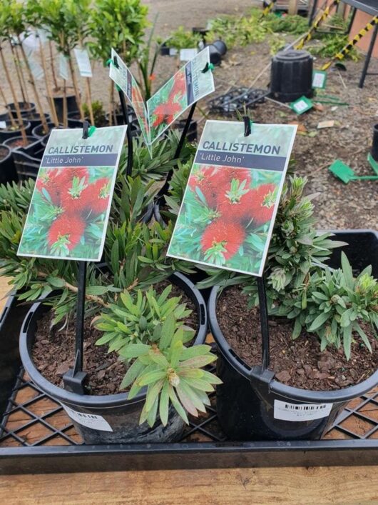 Callistemon 'Little John' 8" Pots are displayed on a nursery table, with identification tags showing red flowering images.