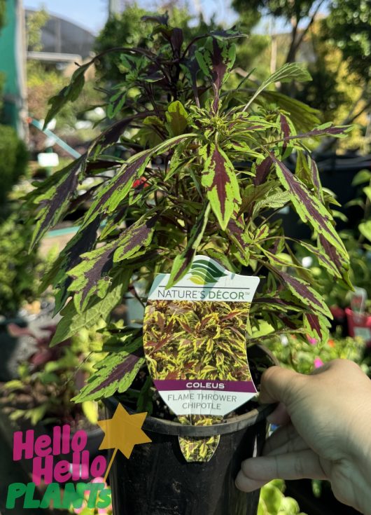 A person holds a 6" pot with the vibrant Coleus 'Chipotle' plant outdoors, and signage saying "Hello Hello Plants" is visible in the foreground.