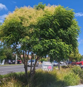 A lush green tree with yellowish blooms stands by a roadside, joined by a "We Sell" sign next to a colorful Coleus 'Chipotle' 6" Pot, as cars pass in the background.