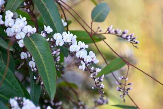 Close-up of white and light purple Hardenbergia 'Free n Easy' PBR flowers with dark green leaves in a 6" pot, set against a blurred background.