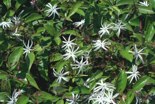 The Jasmine 'Angel Wings' in an 8" pot showcases lush green foliage and a profusion of star-shaped white flowers, reminiscent of delicate angel wings fluttering enchantingly.