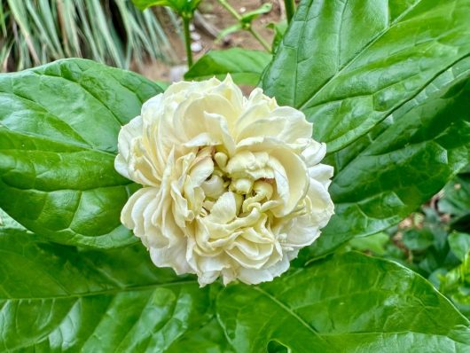 Close-up of the Jasmine 'Angel Wings' in its 8" pot, showcasing a fully bloomed, cream-colored flower amidst vibrant green leaves.