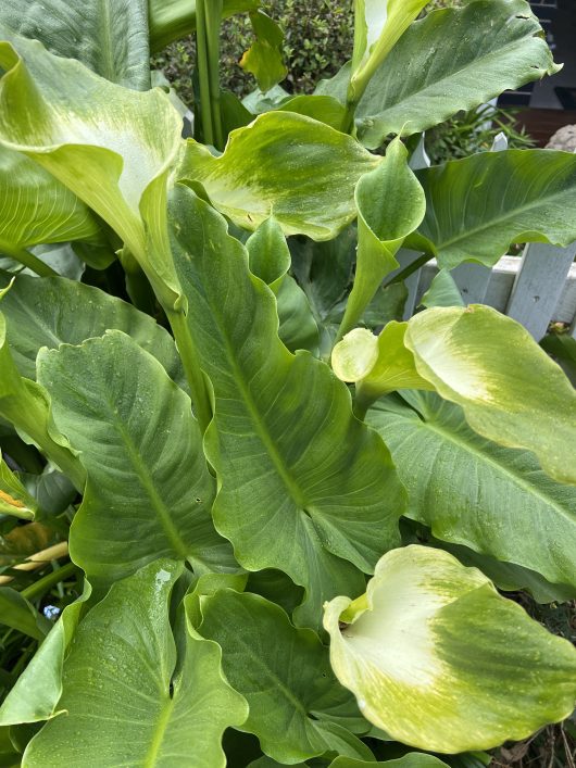 A close-up of large, glossy green leaves with wavy edges and light green shading, reminiscent of the lush elegance found in a Zantedeschia 'Green Goddess' Calla Lily 6'' Pot, surrounded by vibrant foliage.