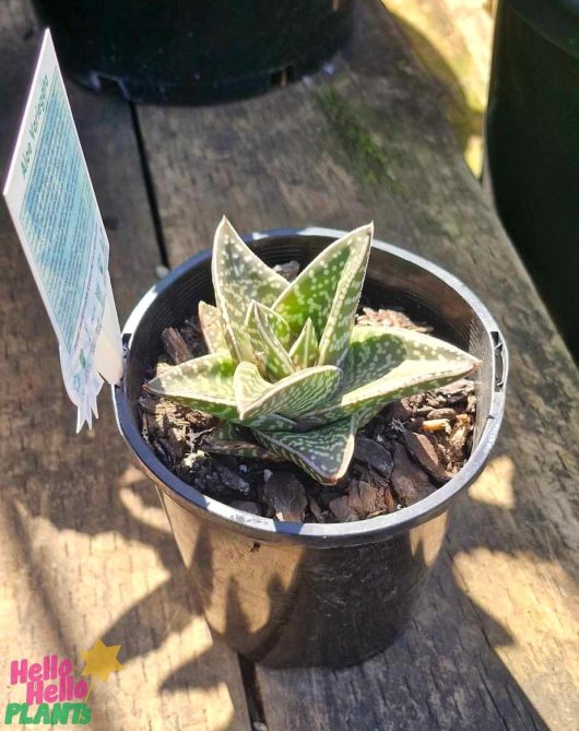 Aloe 'Tiger Aloe' in a 6" pot rests on a wooden surface, showcasing its green and white patterned leaves marked with a plant label.