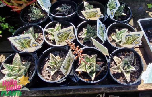 Aloe 'Tiger Aloe' in a 6" pot, along with various potted cacti and succulents, each labeled with identification tags and arranged in a grid on a wooden surface.