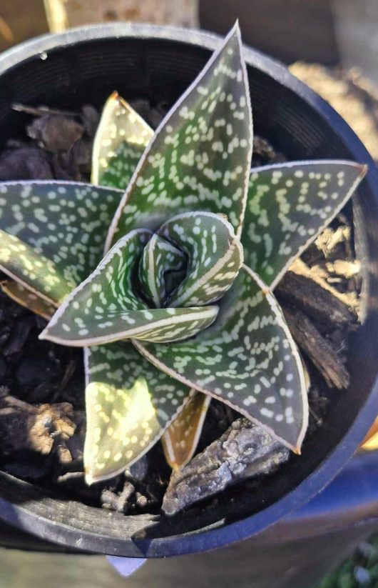 A top view of the Aloe 'Tiger Aloe' in a 6" pot showcases its green leaves with white speckles, beautifully arranged in a mesmerizing spiral pattern.